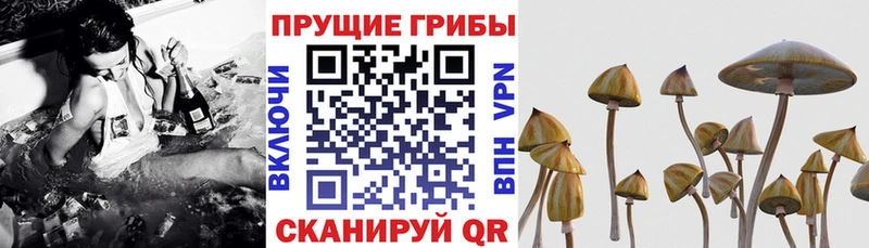 Псилоцибиновые грибы MAGIC MUSHROOMS  цены   Островной 